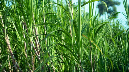 Green sugar cane field farm