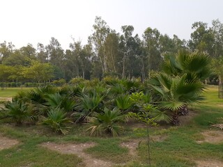 rice field in thailand