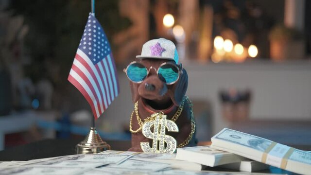 Nodding dog with gold and diamonds necklace, baseball hat, stacks of money and sunglasses, shaking his head next to an American flag. Right to left, slide shot.