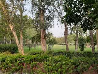 rows of trees