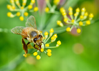 Honey bee (Apis mellifera) gathers nectar from the tiny yellow flowers of fennel (Foeniculum vulgare).  Closeup.  Copy space.