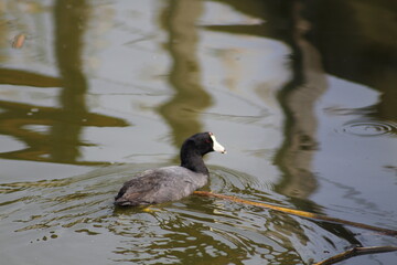 Pato salvaje 
