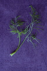 Fresh Dill Herb on purple