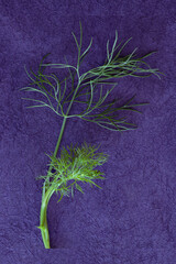 Fresh Dill Herb on purple