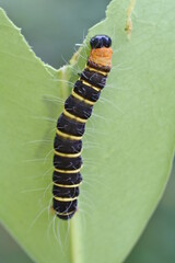 a caterpillar with a brilliant color creeping over the leaves