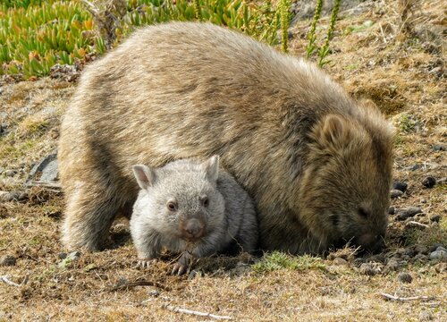 Mother And Baby Wombat Joey In Tasmania Australia