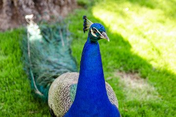 Obraz premium Beautiful peacock close up, California