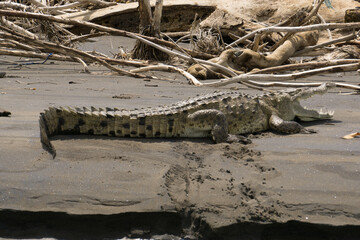 crocodile in the sand