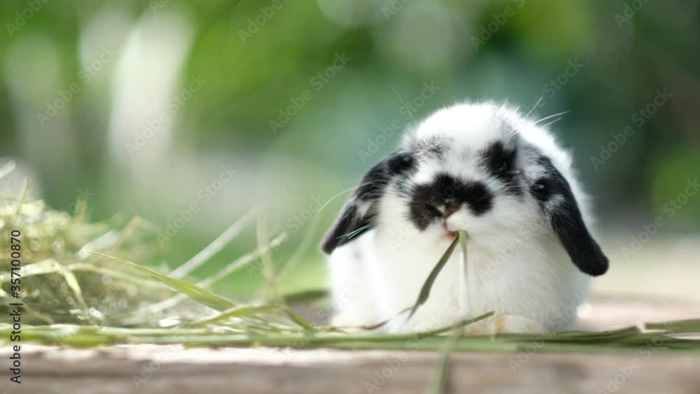 Sticker rabbit eating grass with bokeh background, bunny pet, holland lop
