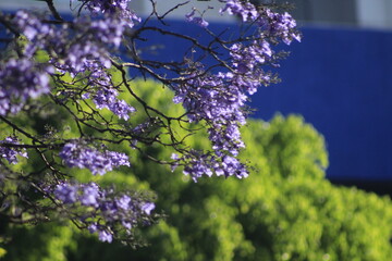 Jacarandá florida 