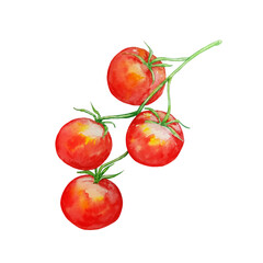 watercolor red cherry tomato