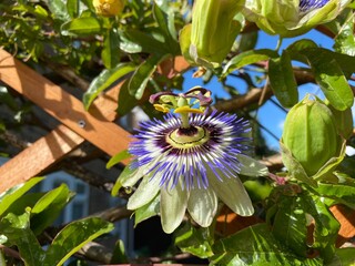 wild colorful flower in the garden.