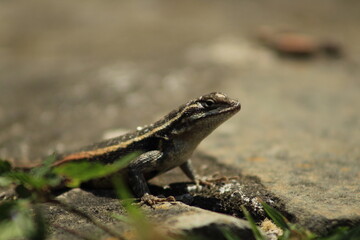 Reptil en roca