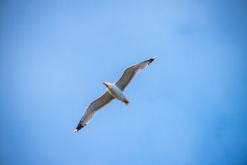 seagull in flight