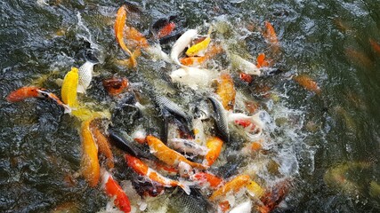 Obraz na płótnie Canvas japanese koi fish