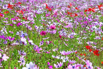 Obraz na płótnie Canvas Wild flowers in a meadow at teh Shibazakura Festival in Japan.