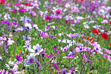 Obraz na płótnie Canvas Wild flowers in a meadow at teh Shibazakura Festival in Japan.
