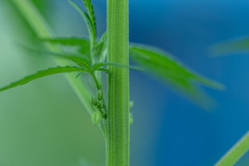 Male Cannabis plant landscape blue green background