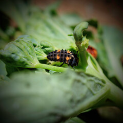 Ladybug Beetle (Coccinellidae) Larva