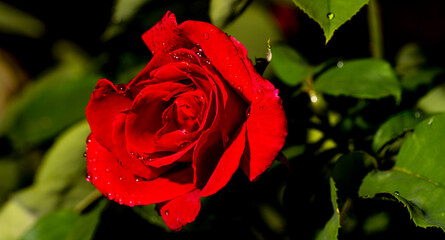water drops on red roses in spring