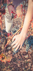 Closeup view of the hands of an man cutting grape brunches from a grapevine tree with a scissor 