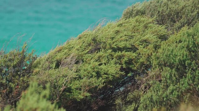 Manuka Tree in slow motion. Elliot bay, New Zealand