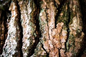 Tree trunk close up photograph