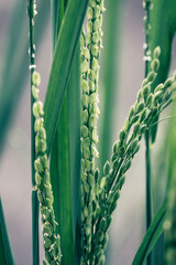 Green rice plant macro close up photograph