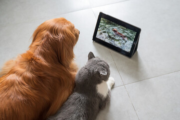Golden retriever and cat watching video with tablet together