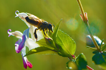 Honey Bee Collecting Pollen