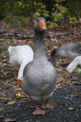 Fat grey goose standing on village road. Geese in search of fallen apples.