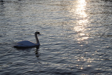 Swan on the Lake