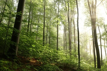 Beech trees in spring forest on a mountain slope after rainfall