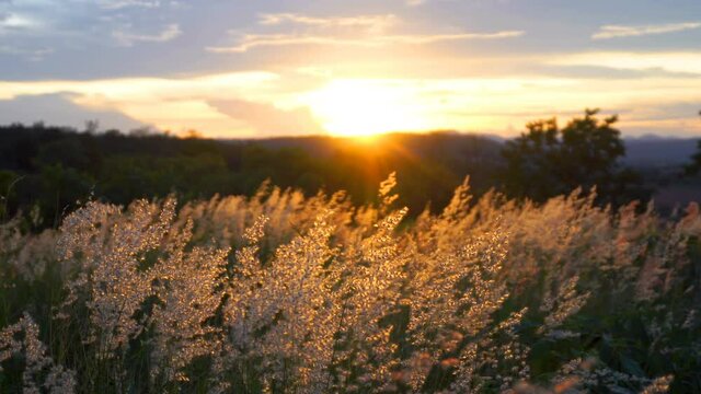The grass flowers were swaying by the wind in the mountain meadows when the warm sunsets. Nature background
