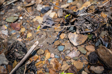 In situ Native American arrowhead artifact found in sand bed of a river
