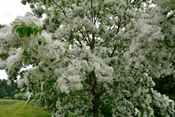 ヒトツバタゴの木
