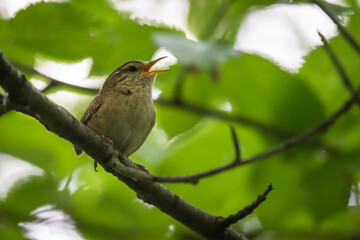 bird, natur, ast, wild lebende tiere, robin, tier, baum, wild, schnabel, 