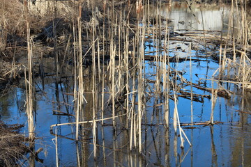Dry bamboos reflects on the canal in a blue day.
