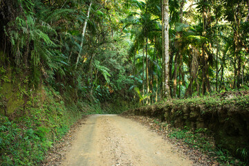 rural way on a green forest