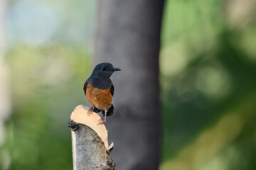 Magpie on a branch
