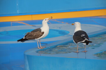Two seagulls drinking waters from water spot. 