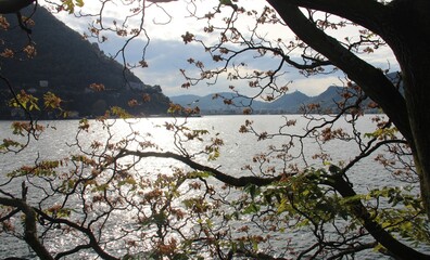 Leaves of tree overlooking the Lake Como, Italy.