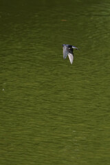 Fototapeta na wymiar swallow in flight