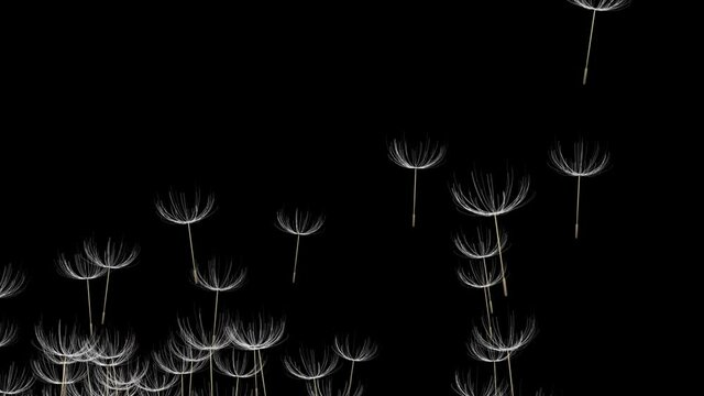 4k Abstract 3d dandelion plant seeds umbrella space particle design romance wind blowing art background.