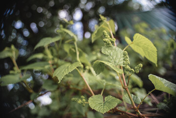 Grape harvest on the plantation.