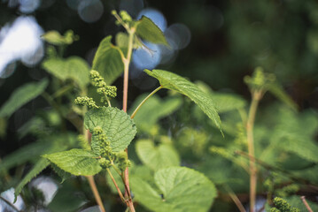 Grape harvest on the plantation.