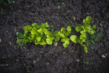 Organic Health Food top
view. Sprouted lettuce. Bright green plants on dark ground.
