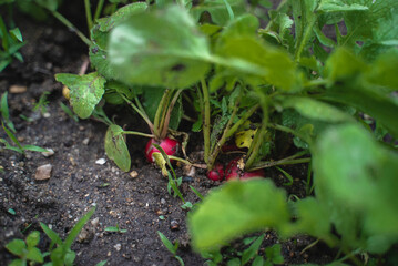 
Radish grows in the garden. Harvest summer. 
Organic Health Food