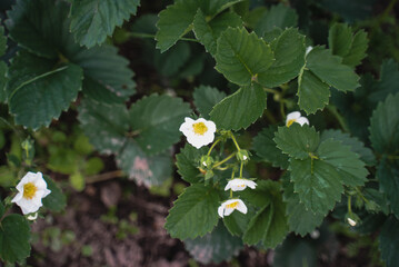 
Organic Health Food. 
Blooming strawberries in the garden. Homemade super food.