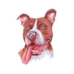 Watercolor illustration of a funny dog. Hand made character. Portrait cute dog isolated on white background. Watercolor hand-drawn illustration. Popular breed dog. Pitt Bull Terrier dog